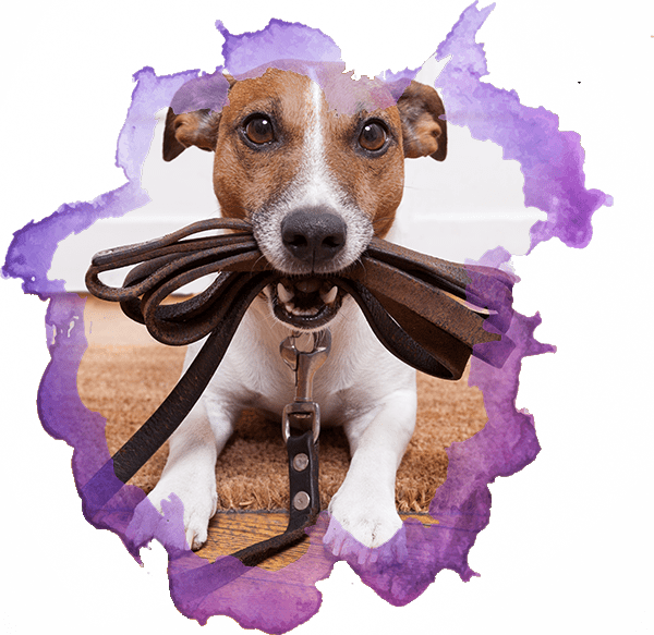 Pet Care Services